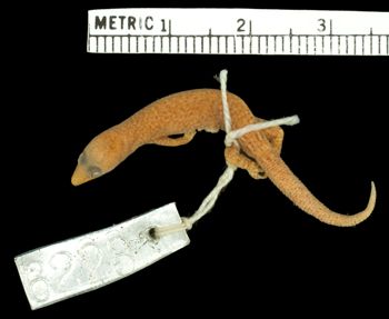 Media type: image;   Herpetology R-6223